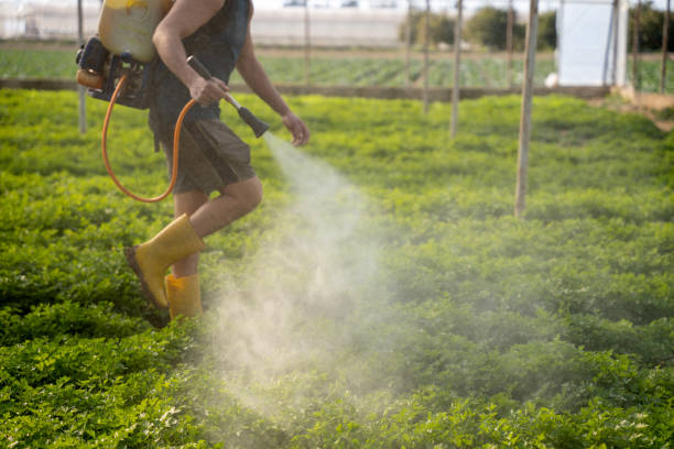 Best Pest Inspection Near Me  in Sunland Park, NM