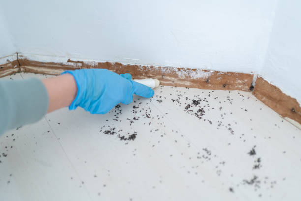 Best Mosquito Control Services  in Sunland Park, NM
